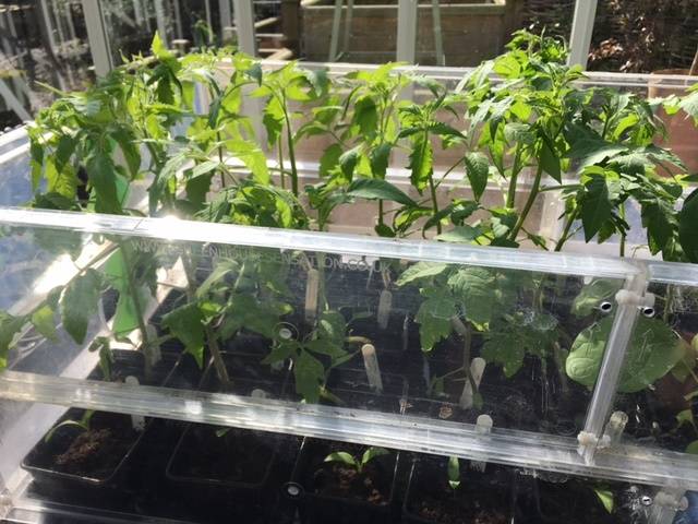 tomato plants mar17